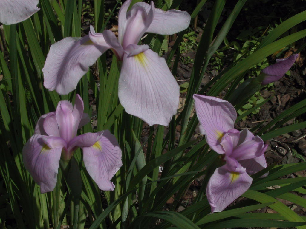 Iris ensata Rosa 1.jpg